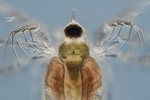 Mikro/Makro im Wasser